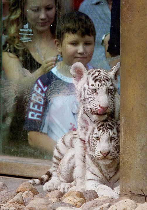 Животный мир :: Белые тигрята :: фотография 2