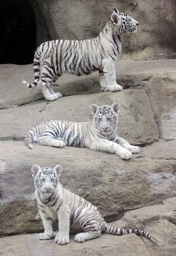Животный мир :: Белые тигрята фото 3