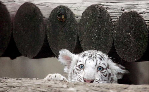 Животный мир :: Белые тигрята фото 4