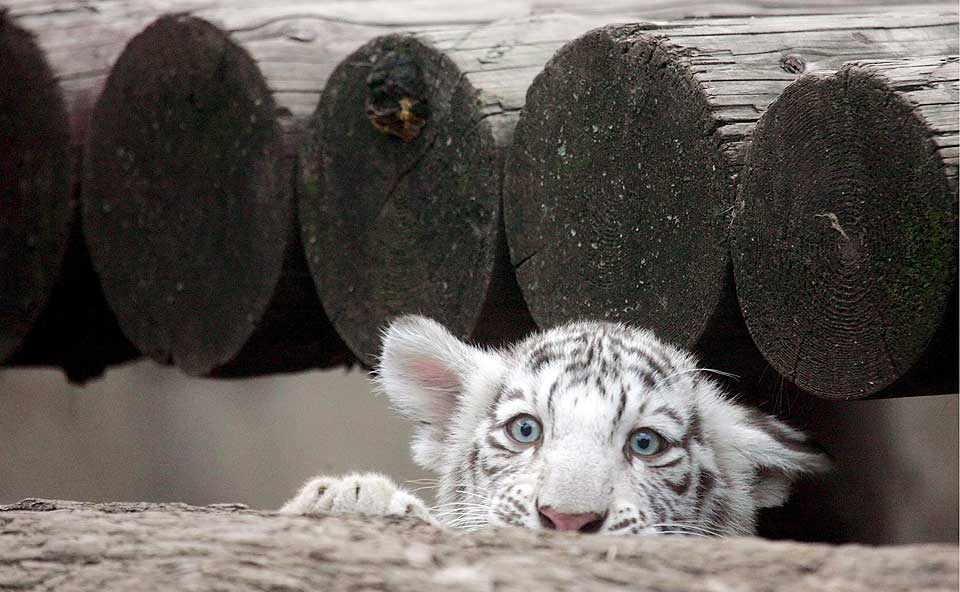 Животный мир :: Белые тигрята :: фотография 2