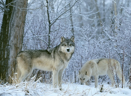Волки фото 24
