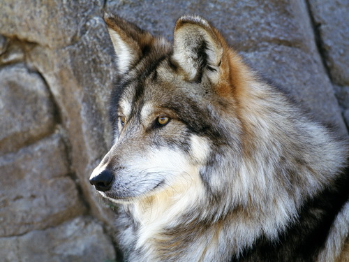 Волки фото 43