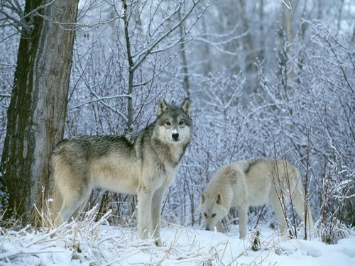 Волки фото 62